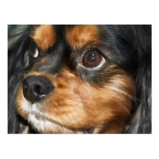 A Loyal Dog Cavalier King Charles Spaniel Postcard