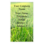 A Lush Green Rice Field with Ripe Ears of Rice business cards