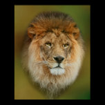 A majestic lion posters