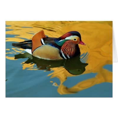 A Male Mandarin Duck Aix Galericulata At Sunset Greeting Card by wallarts