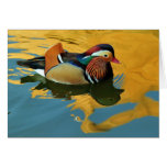 A Male Mandarin Duck Aix Galericulata At Sunset cards