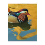 A Male Mandarin Duck Aix Galericulata At Sunset Post Card