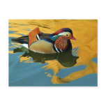 A Male Mandarin Duck Aix Galericulata At Sunset Postcard