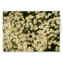 A mass of daisies cards by cARTerART A mass of daisies cards