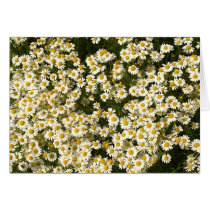 A mass of daisies cards by cARTerART A mass of daisies cards