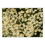 A mass of daisies cards