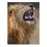A mature male lion (Panthera leo) in the Savuti Post Card