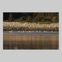 A Meeting Of Minds and Feathers  fine art print posters