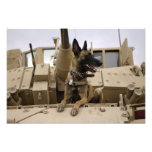 A military working dog sits on a M2A3 Photo Print