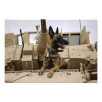 A military working dog sits on a US Army M2A3