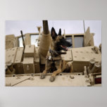 A military working dog sits on a US Army M2A3 Print