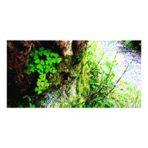 A Monks Shamrocks Photo Card