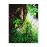 A Monks Shamrocks Postcards