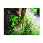 A Monks Shamrocks Postcard