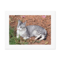 A Moon Cat PostCard