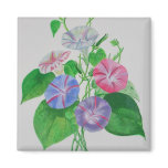 A Morning Glory Magnet