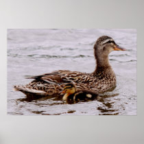 A mother mallard posters