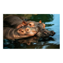 A Mother's Care Hippopotamus Portrait posters