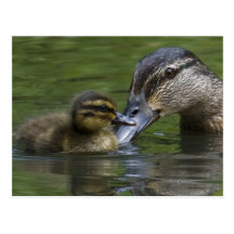 A Mother's Love Post Card