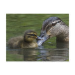 A Mother's Love Post Card