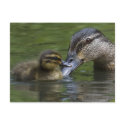 A Mother's Love postcards by Welshpixels A Mother's Love postcards