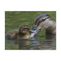 A Mother's Love postcards
