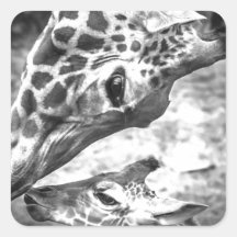 A mother's Love! Square Stickers