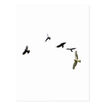 A Murder of Crows Postcard