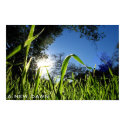A New Dawn posters by kevinl8888 A New Dawn posters