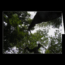 A New Perspective - Trees cards