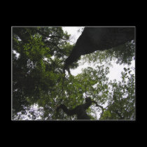 A New Perspective - Trees postcards