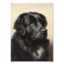 A Newfoundland Photo
