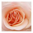a nice pink rose poster posters