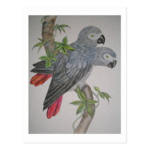 A Pair of African Grey Parrots watercolor painting Postcards