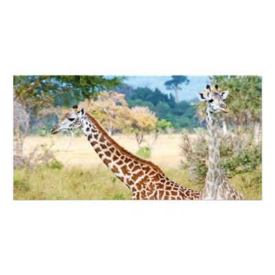 A Pair of Giraffes in the Mikumi National Park Photo Cards by amazinganimals