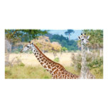 A Pair of Giraffes in the Mikumi National Park Photo Cards
