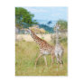 A Pair of Giraffes in the Mikumi National Park Post Card