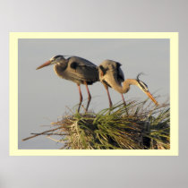 A Pair of Great Blue Herons in their  Nest Posters