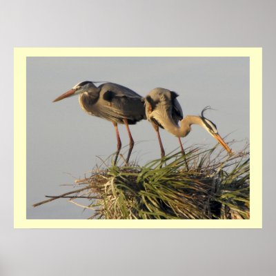 A Pair of Great Blue Herons in their  Nest Posters by anglerwoman