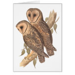 A Pair of Masked Barn Owls on a branch (painting). Card