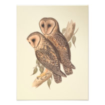 A Pair of Masked Barn Owls on a branch (painting). Photographic Print