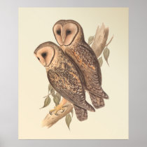 A Pair of Masked Barn Owls on a branch (painting). Poster