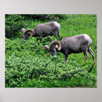 A Pair of Rams Grazing Posters