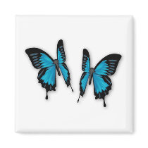 A Pair of Tropical Blue Butterflies magnets