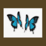 A Pair of Tropical Blue Butterflies