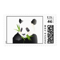 A Panda Bear