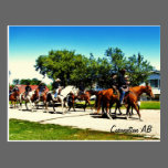 A Parade of Horses postcards