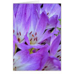 A Patch of Mazus Flowers Greeting Cards