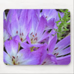 A Patch of Mazus Flowers mousepads