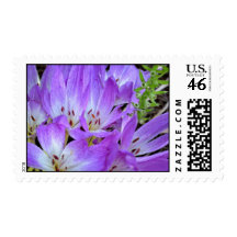 A Patch of Mazus Flowers Postage